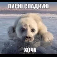 сhinazikkk