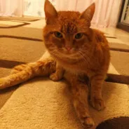 ^^cAt^^